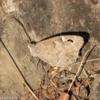 A woodland grayling in Spain.