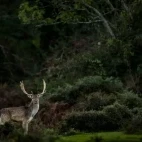 Fallow deer in the New Forest.