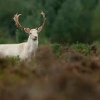 Fallow deer in the New Forest.