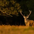 Red deer in the New Forest.