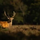 Red deer in the New Forest.