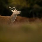 Red deer in the New Forest.