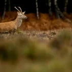Red deer in the New Forest.