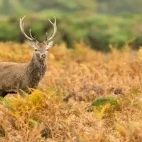 Red deer in the New Forest.
