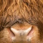 Highland cow in the Cairngorms National Park, Scotland.