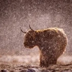 Highland cow in the Cairngorms National Park, Scotland.