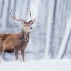 Red deer in the Cairngorms National Park, Scotland.