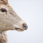 Red deer in the Cairngorms National Park, Scotland.