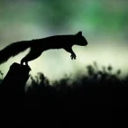 Red squirrel in the Cairngorms National Park, Scotland.
