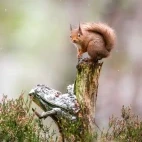 Red squirrel in the Cairngorms National Park, Scotland.