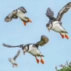 Atlantic puffin on Isle of Mull, Scotland.