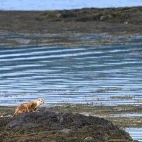 Otter on Isle of Mull, Scotland.