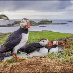 Atlantic puffin on Isle of Mull, Scotland.