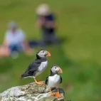 Atlantic puffin on Isle of Mull, Scotland.