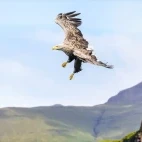 White-tailed eagle in Isle of Mull, Scotland.