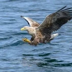 White-tailed eagle in Isle of Mull, Scotland.