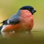 Bullfinch by water, in Edotopia Nature Reserve, Netherlands.