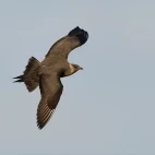 Arctic skua in Scotland