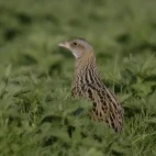 Corncrake in Scotland
