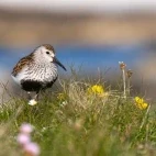 Dunlin in Scotland