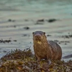 Eurasian otter in Scotland