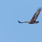 Golden eagle in Scotland