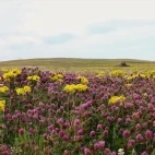 Machair in Scotland