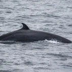 Minke whale in Scotland