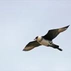 Pomarine in Scotland