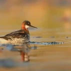 Red-necked phalarope in Scotland