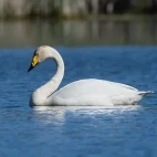 Swan in Scotland