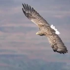 White-tailed eagle in Scotland