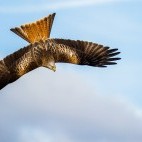 Red kite in Wales.