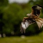 Red kite in Wales.
