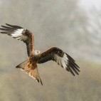 Red kite in Wales.