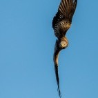 Red kite in Wales.