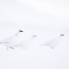 Ptarmigan birds in Iceland.