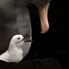 Albatross chick in the Falkland Islands.