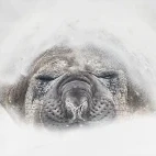 Elephant seal in the Falkland Islands.