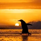 Penguin silhouette in the Falkland Islands.
