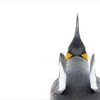 King penguin in the Falkland Islands.