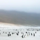 Penguins & landscape in the Falkland Islands.