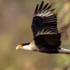 Crested caracara in Patagonia, Argentina.