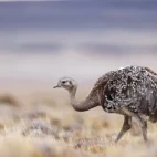 Lesser rhea in Argentina.