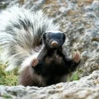 Humboldt's hog-nosed skunk in Patagonia, Argentina.