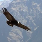 Andean condor in Patagonia, Argentina.