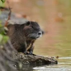 Coypu (or nutria) in Patagonia, Argentina.