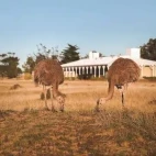 Darwin's rhea outside Estancia Rincon Chico, Argentina.