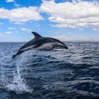 Dusky dolphin in Patagonia, Argentina.