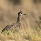 Elegant crested tinamou in Patagonia, Argentina.